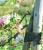 Tasma-ogrodnicza-do-roslin-3cm-x-50m-do-mocowania-TYT3X50-Kod-producenta-TYT3X50.jpg